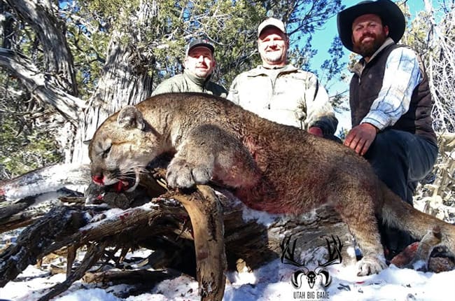 Guided Mountain Lion Hunts Utah