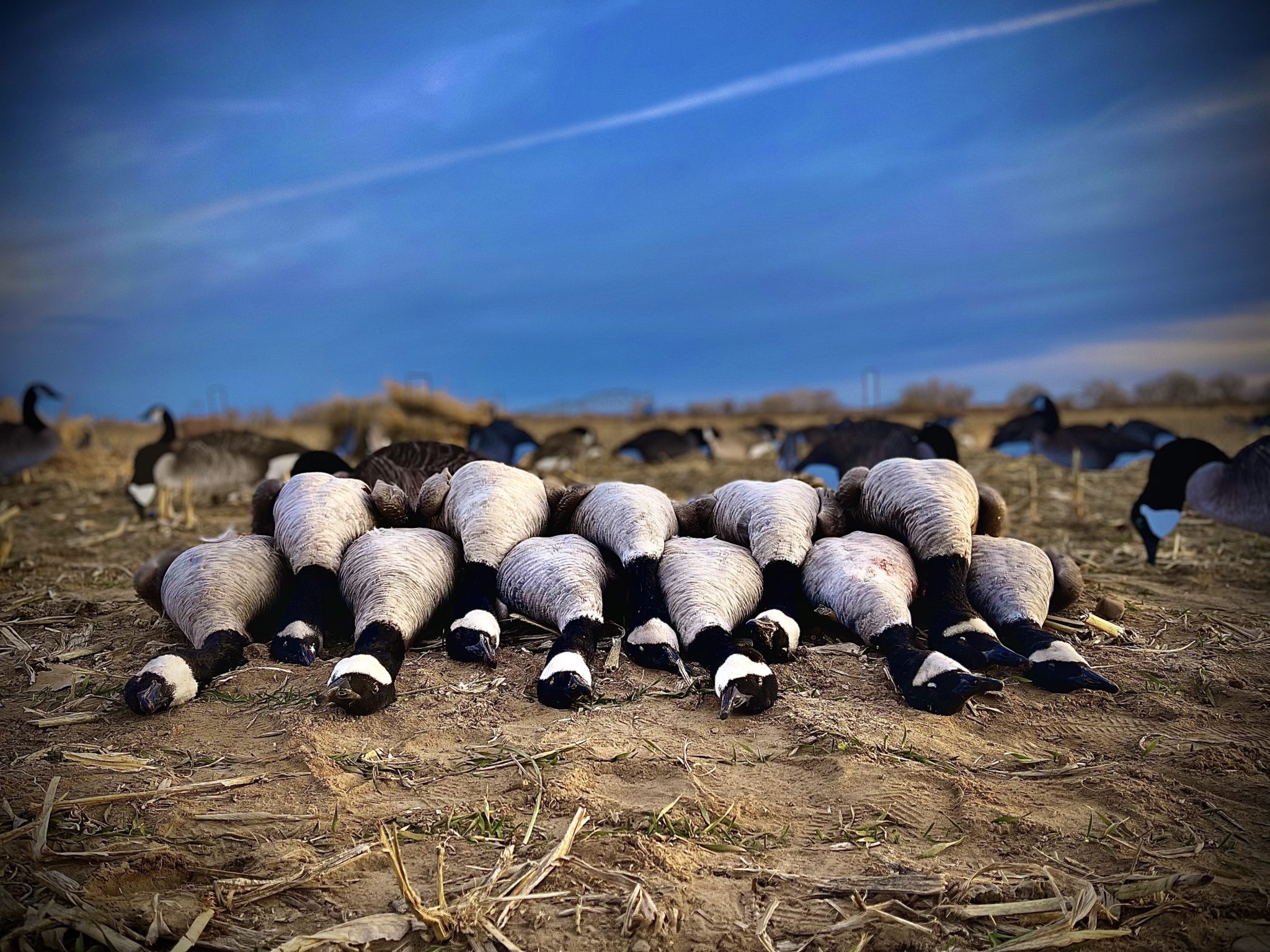 Waterfowl Utah Big Game Outfitters