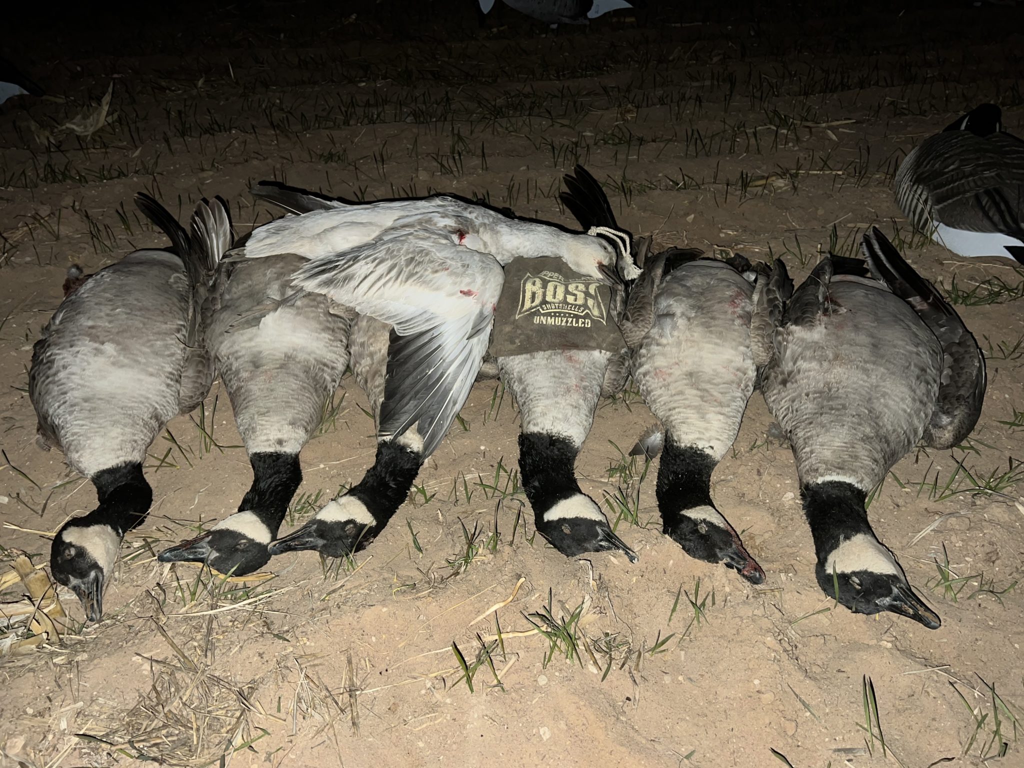 Waterfowl Utah Big Game Outfitters