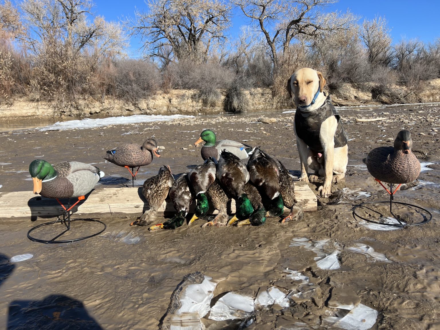 Waterfowl Utah Big Game Outfitters