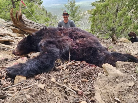 Utah big bear png
